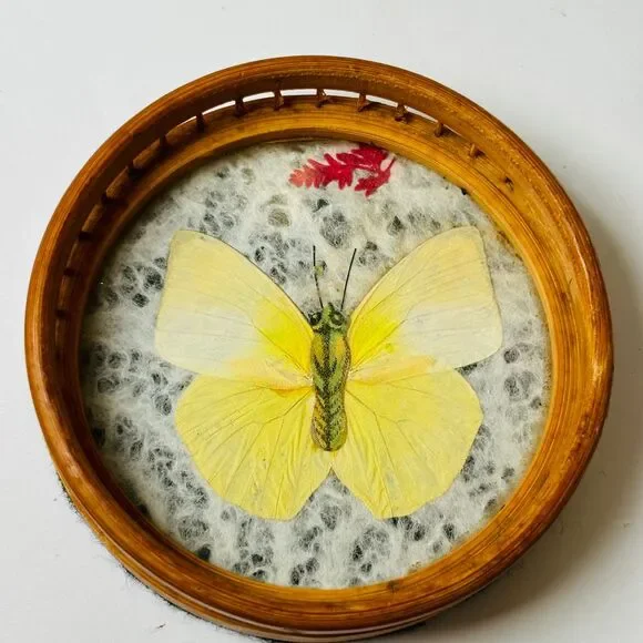 Set 6 Vintage Wood Coasters Pressed Butterflies 1970s Boho Wicker Rattan‎ - Picture 11 of 13